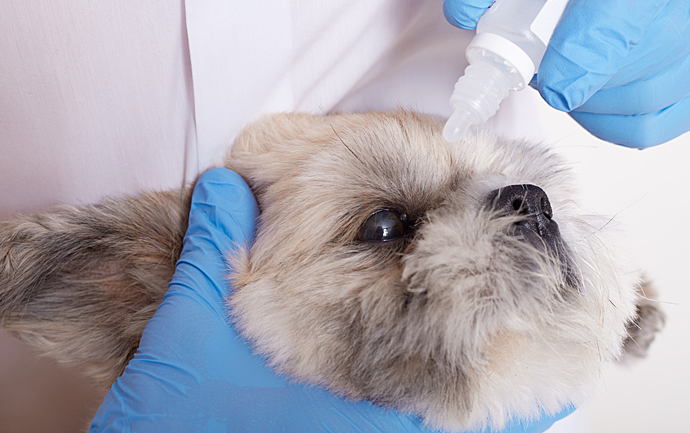 Россельхознадзор выявил проблемы с прививками у собак из Сербии