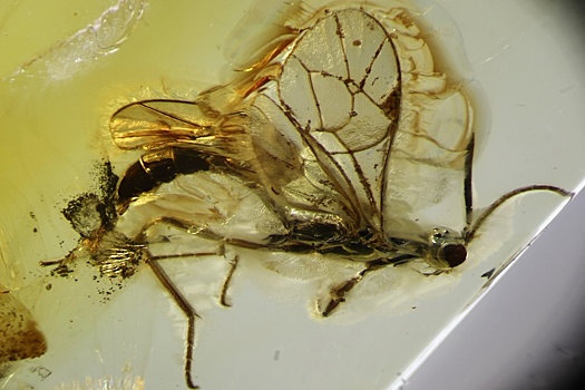 Ученый обнаружил в янтаре неизвестный вид древней осы