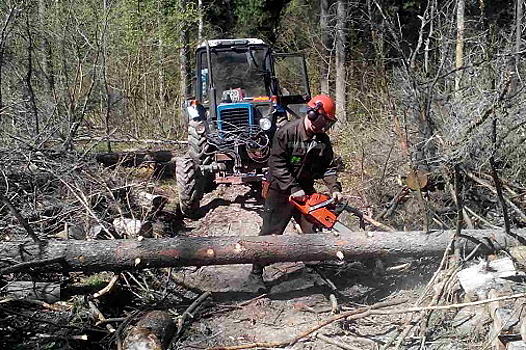 В "Лосином острове" удаляют аварийные деревья