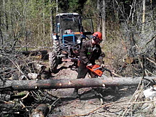 В "Лосином острове" удаляют аварийные деревья