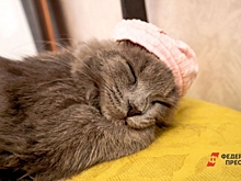 В Миассе кот Мурзик нашел себе подругу для походов в баню