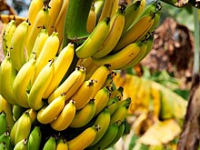 Высокоинфекционный почвенный гриб может стать причиной исчезновения бананов