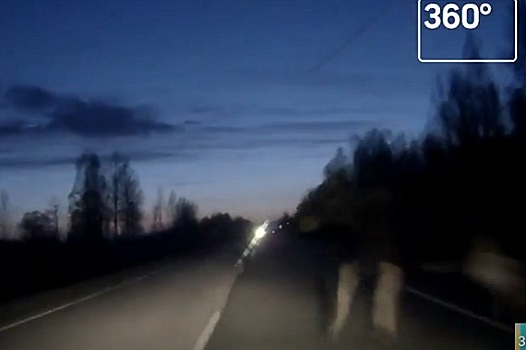 Водитель чудом избежал столкновения с лосем на трассе под Тверью