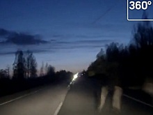 Водитель чудом избежал столкновения с лосем на трассе под Тверью