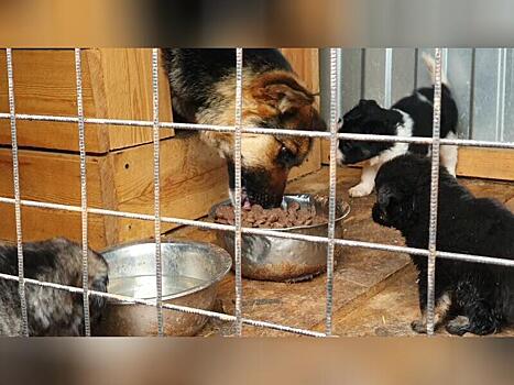 В Забайкалье намерены создать 1 тыс. новых мест в приютах для собак