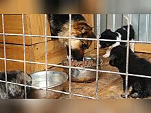 В Забайкалье намерены создать 1 тыс. новых мест в приютах для собак