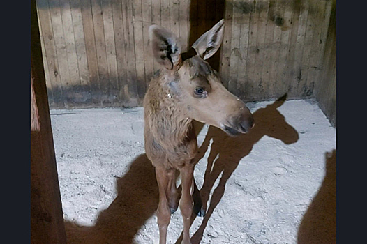 В Новосибирский зоопарк переехал спасенный лосенок