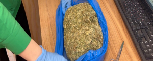 В подмосковном Подольске полицейские в лесу задержали наркокурьера, в рюкзаке которого находилось полкилограмма марихуаны