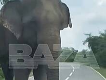 Нападение слона-вымогателя на машину с россиянками попало на видео