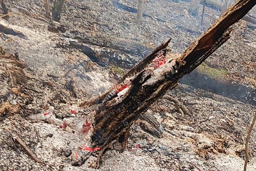 Площадь лесного пожара в Геленджике выросла до 10 гектаров