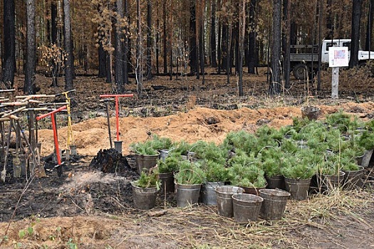 В Марий Эл вновь состоится международная акция «Сад памяти»