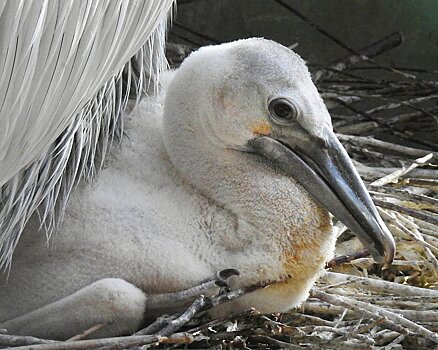 Где увидеть редкую птицу: птенец кудрявого пеликана вылупился в Московском зоопарке