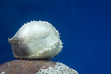 Приморский океанариум получил в подарок уникальное животное