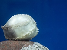 Приморский океанариум получил в подарок уникальное животное