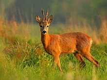 Toyota сбила косулю