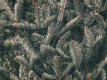 Российские чиновники украли новогоднюю ёлку у пенсионера-инвалида