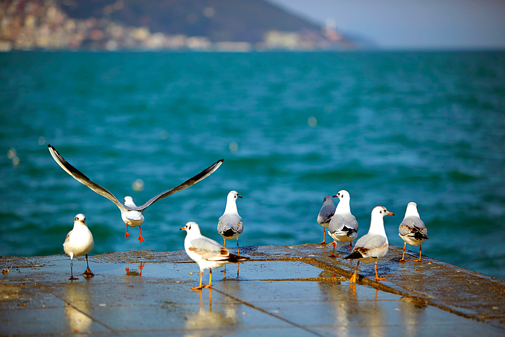 Пролив Босфор, Стамбул, Турция, Ближний Восток