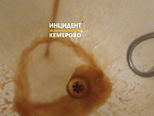 Бегают в комнатах: крысы заполонили кемеровскую многоэтажку