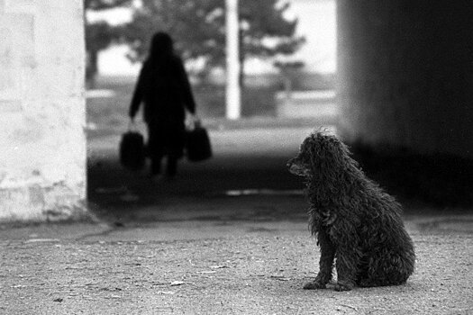 В столице Киргизии насчитали 130 тысяч бездомных собак