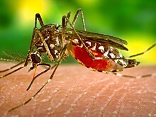Роспотребнадзор: все комары в Сочи под контролем