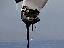Цены на нефть посыпались от слухов о возможном договоре между США и Ираном