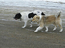 Из состава Общественной палаты предложили избирать уполномоченного по животным