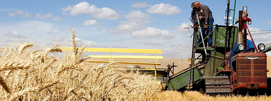 Экспортеры сообщили о сложностях при вывозе пшеницы из России