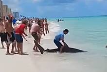 Рыбак оседлал двухметровую акулу в США
