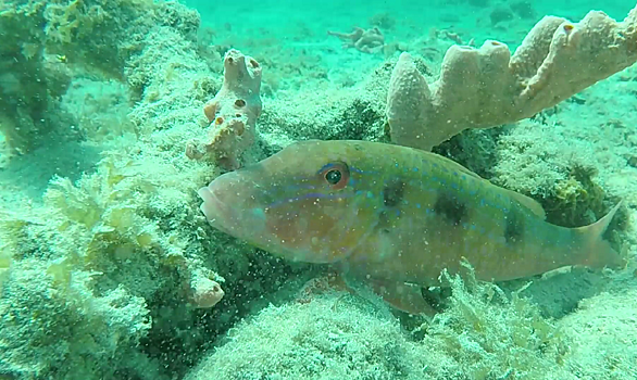 Как приводит себя в порядок грязная рыба – удивительное видео о подводном мире