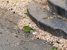 Попугаи-монахи "захватили" Мадрид, власти предпринимают экстренные меры