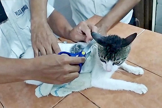 В Коста-Рике тюремные охранники перехватили "наркокотенка"