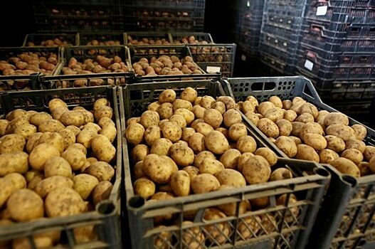 В Краснодарском крае зарегистрировали бренд Кубанского раннего картофеля