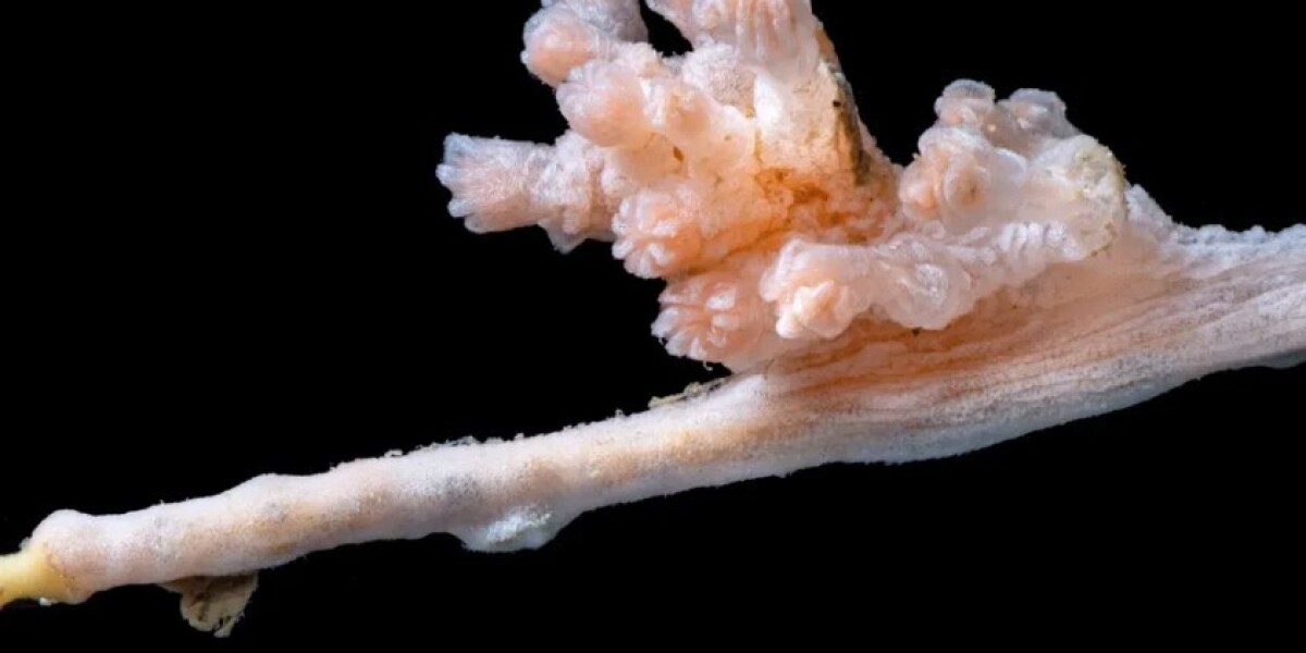 Уникальный коралл нашли в Северном Ледовитом океане