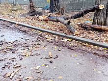 Жертва ветра: в Самаре на Ново-Садовой на автомобиль упало дерево