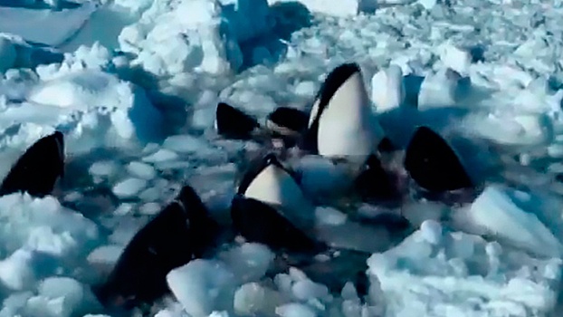 МИД: Япония не запрашивала помощь в спасении застрявших во льду косаток