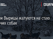 Жители Вырицы жалуются на стаю бродячих собак