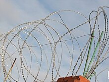 В УФСИН Татарстана опровергли информацию о "кошачьем геноциде" на территории колонии