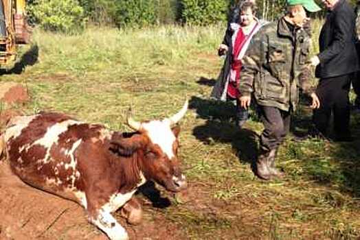 Жители деревни Кондратово четыре часа спасали корову из коллектора