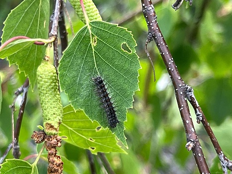 В Новосибирской области обработают от шелкопряда почти 28 тысяч гектаров лесов