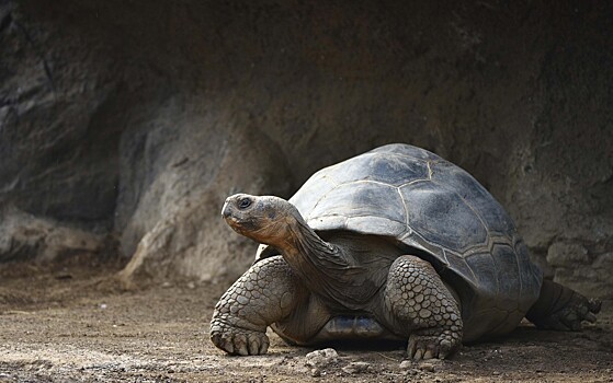 Вымерший вид гигантских черепах вернется к жизни