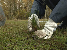 Журналисты высадили десятки елей и сосен в парке Победы Нижневартовска