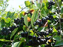 Ученые рассказали, как черноплодная рябина влияет на организм