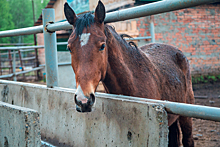 Лошадь в Суздале затоптала туристку из Китая