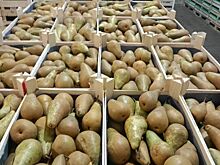 Первая партия фруктов поступила в Кировскую область в 2026 году