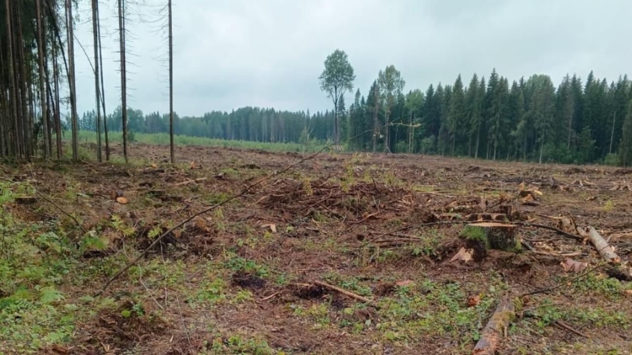 Полицейские в Тверской области задержали подозреваемого в организации незаконной рубки леса на сумму более 14 млн рублей