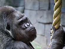 Ученые смогли загрузить мозг обезьяны в суперкомпьютер