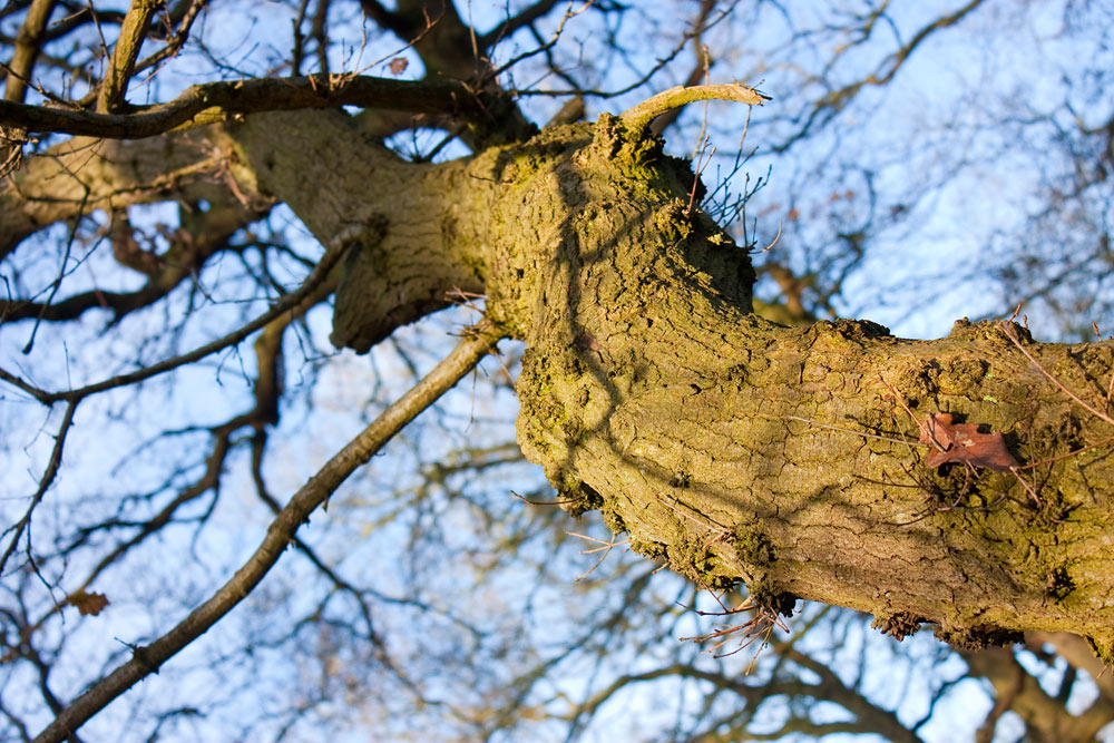 Парк Кузьминки, Москва, Россия, Европа
