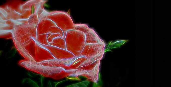 Растение-киборг: ученые превратили живую розу в электросхему