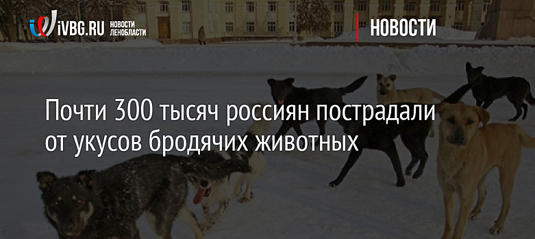 Почти 300 тысяч россиян пострадали от укусов бродячих животных