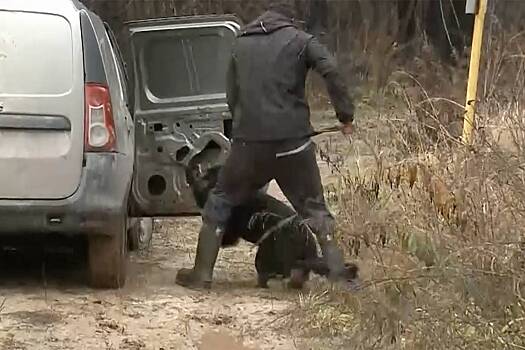 В российском регионе с многомиллионными тратами на догхантеров собаки напали на ребенка